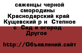 саженцы черной смородины - Краснодарский край, Кущевский р-н, Степное с. Сад и огород » Другое   